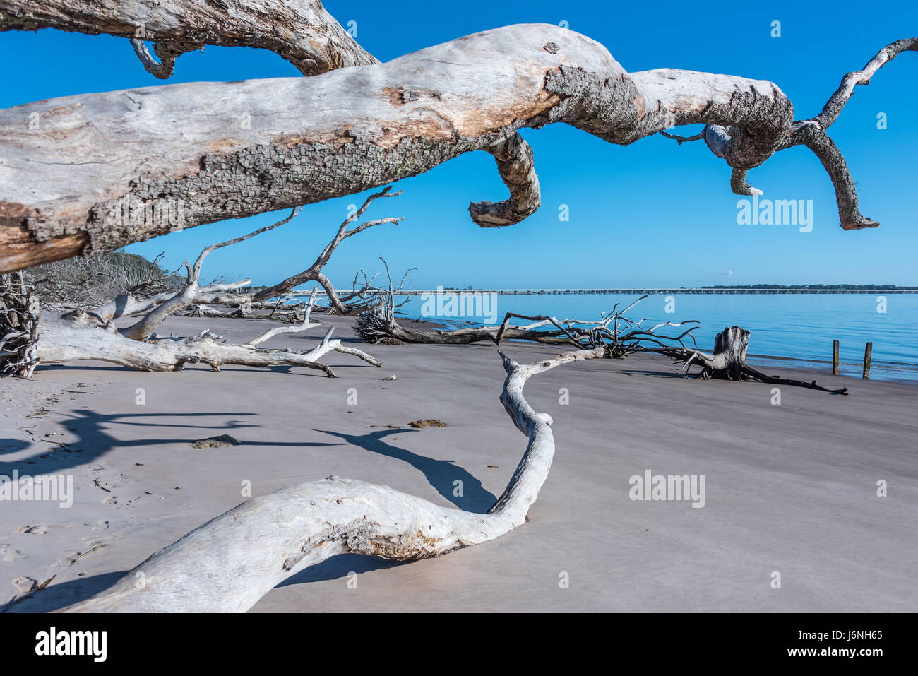 Driftwood trees on Boneyard Beach at Florida's Big Talbot Island State Park. (USA) Stock Photo
