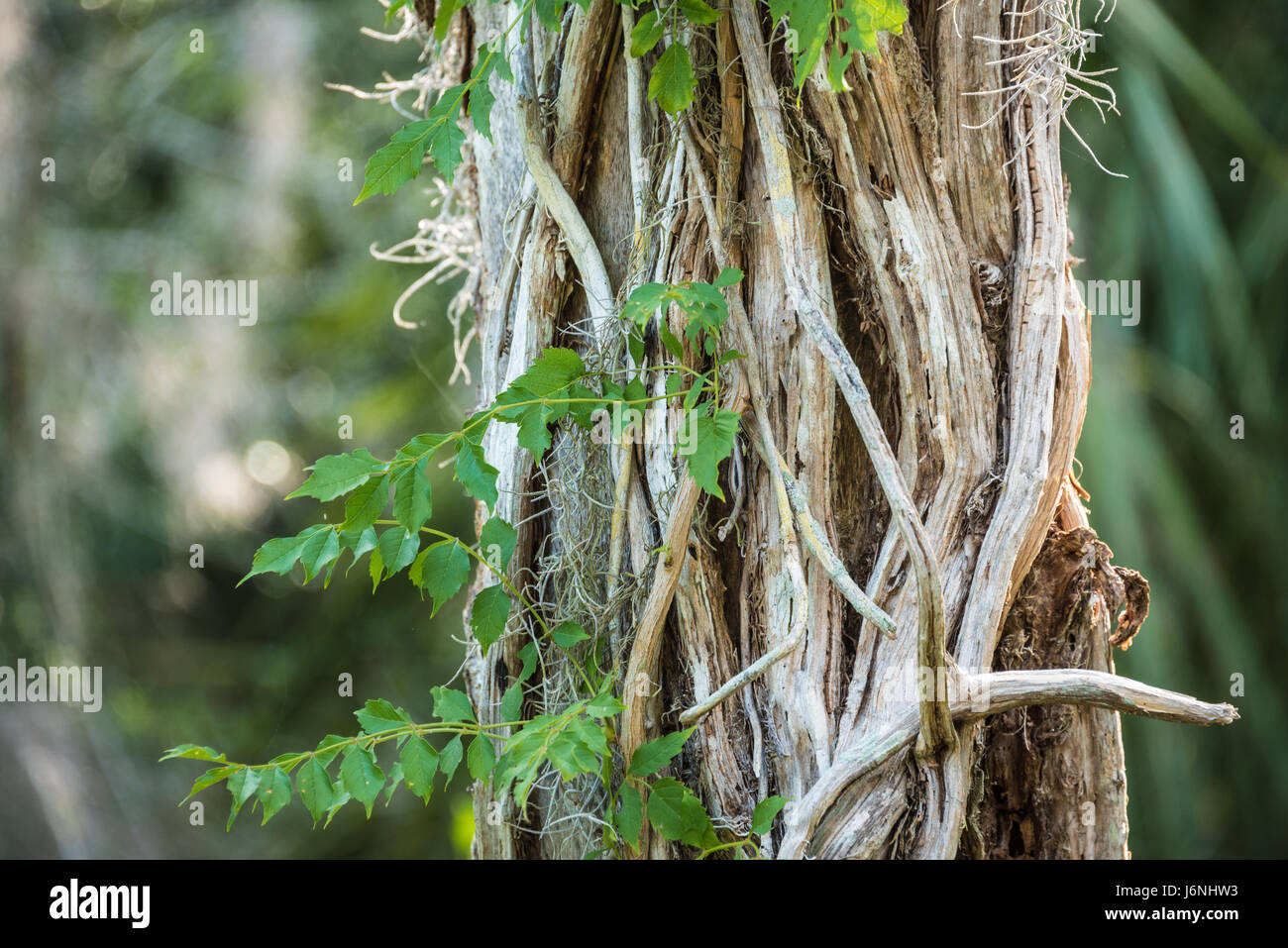 Vine covered tree trunk along the Timucuan Trail boardwalk near Spoonbill Pond at Big Talbot Island State Park in Northeast Florida. (USA) Stock Photo