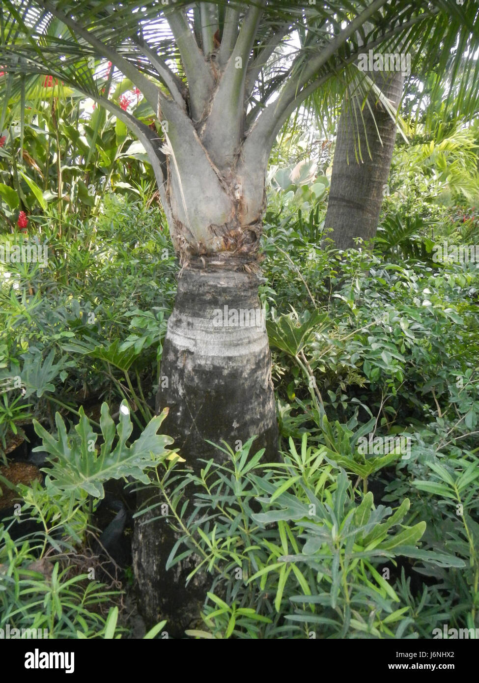 07540 Ravenea rivularis Majestic tree palm philippines  01 Stock Photo