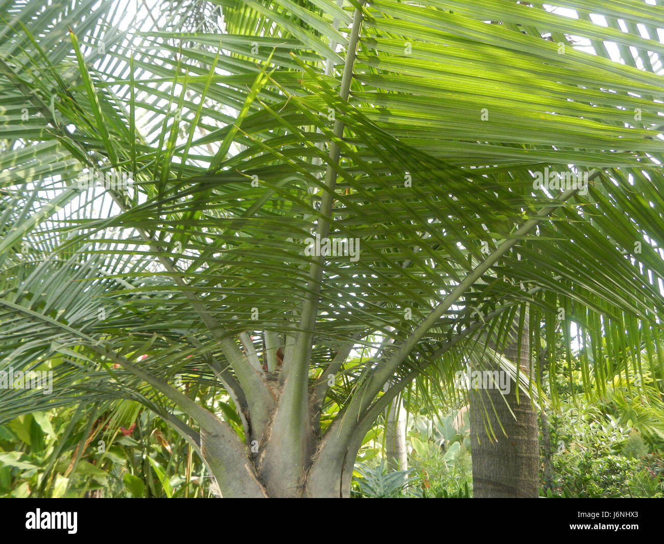 07540 Ravenea rivularis Majestic tree palm philippines  02 Stock Photo