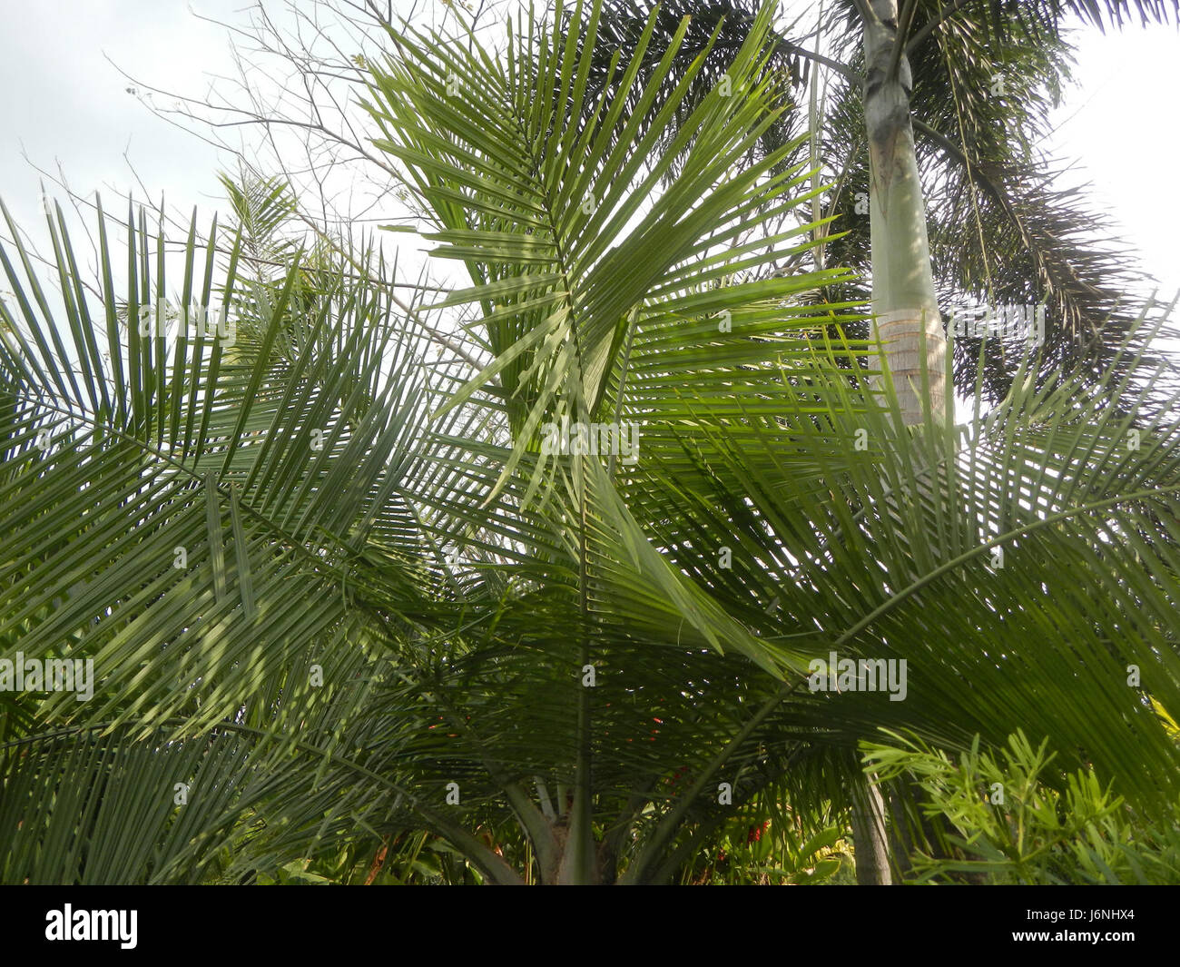07540 Ravenea rivularis Majestic tree palm philippines  03 Stock Photo