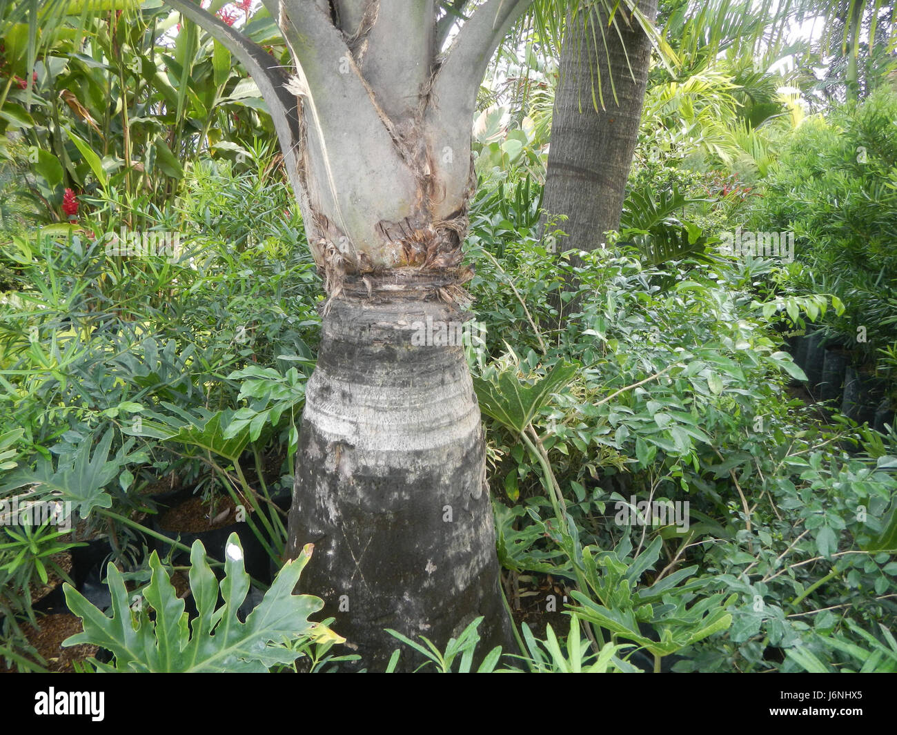 Ravenea rivularis hi-res stock photography and images - Alamy
