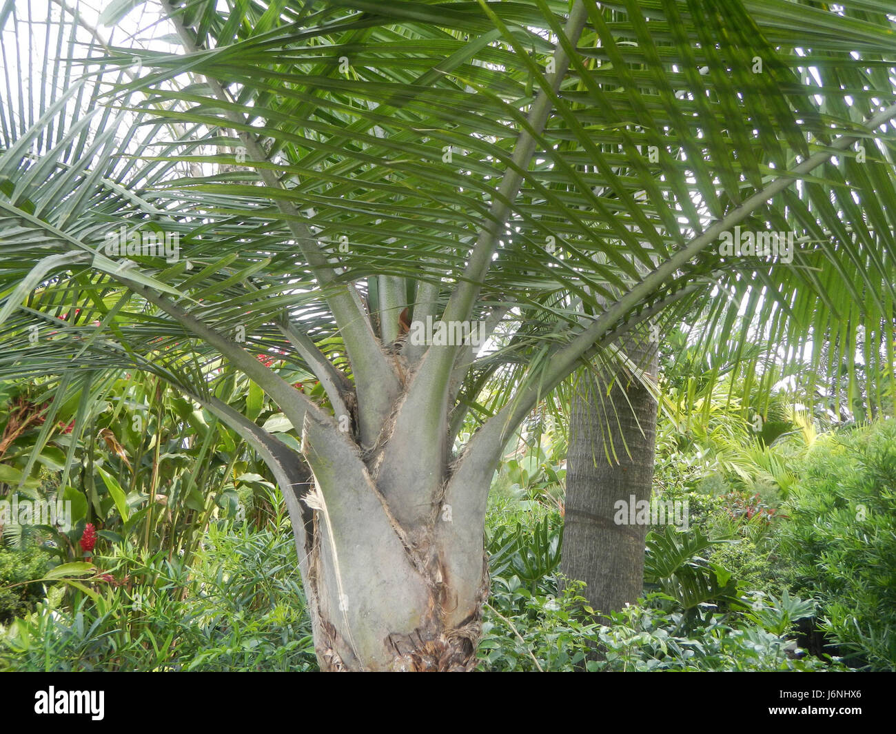 07540 Ravenea rivularis Majestic tree palm philippines  05 Stock Photo