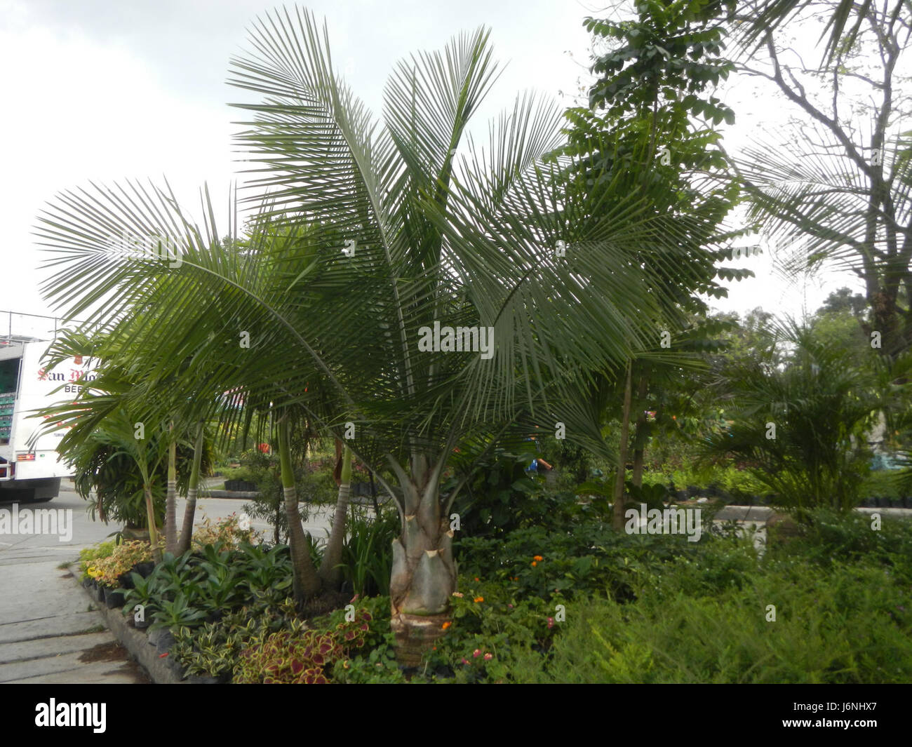 Ravenea rivularis, also known as the Majestic Palm, is native to the ...