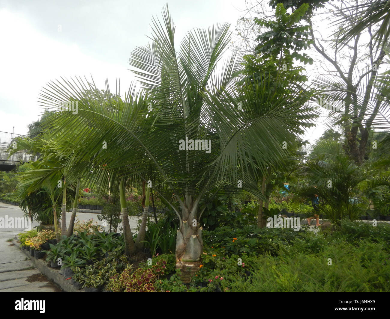 07540 Ravenea rivularis Majestic tree palm philippines  07 Stock Photo
