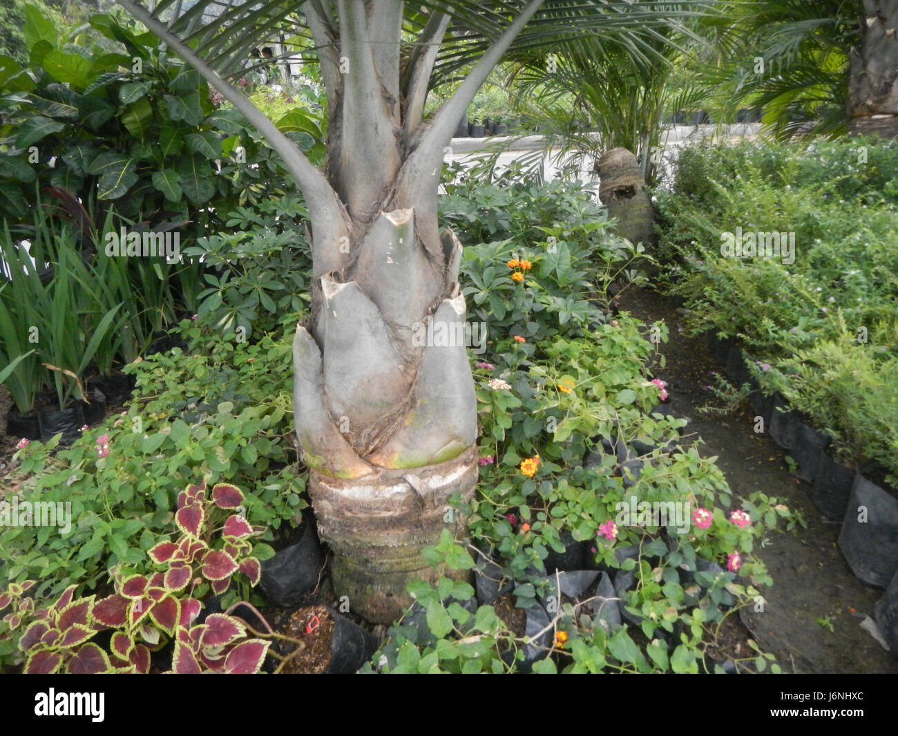 07540 Ravenea rivularis Majestic tree palm philippines  10 Stock Photo