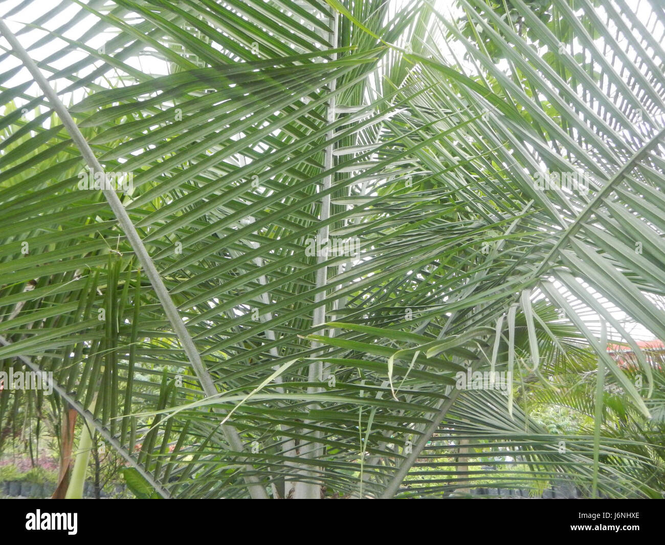 07540 Ravenea rivularis Majestic tree palm philippines  12 Stock Photo