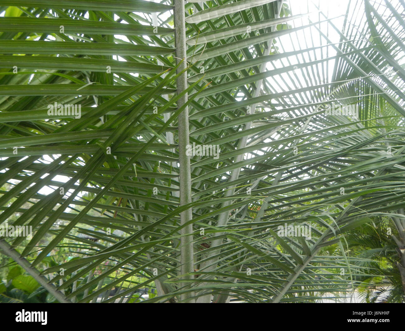 07540 Ravenea rivularis Majestic tree palm philippines  13 Stock Photo