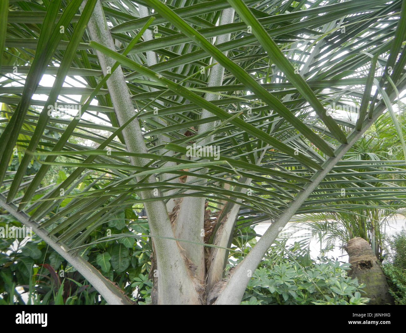 07540 Ravenea rivularis Majestic tree palm philippines  14 Stock Photo
