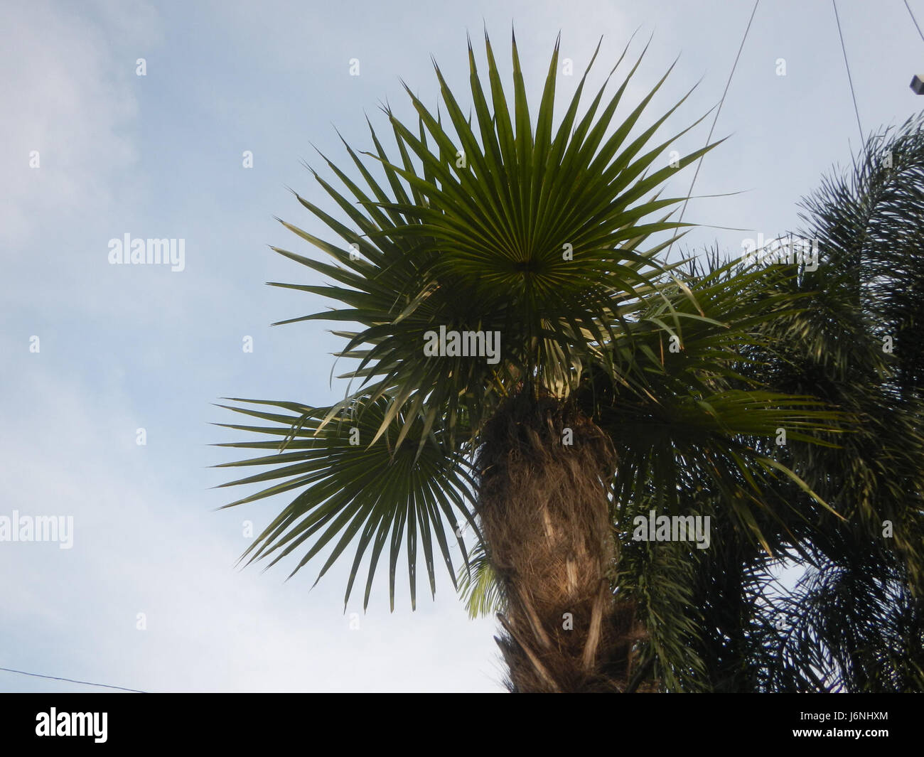07594 Old man palm Coccothrinax crinita in the Philippines  03 Stock Photo