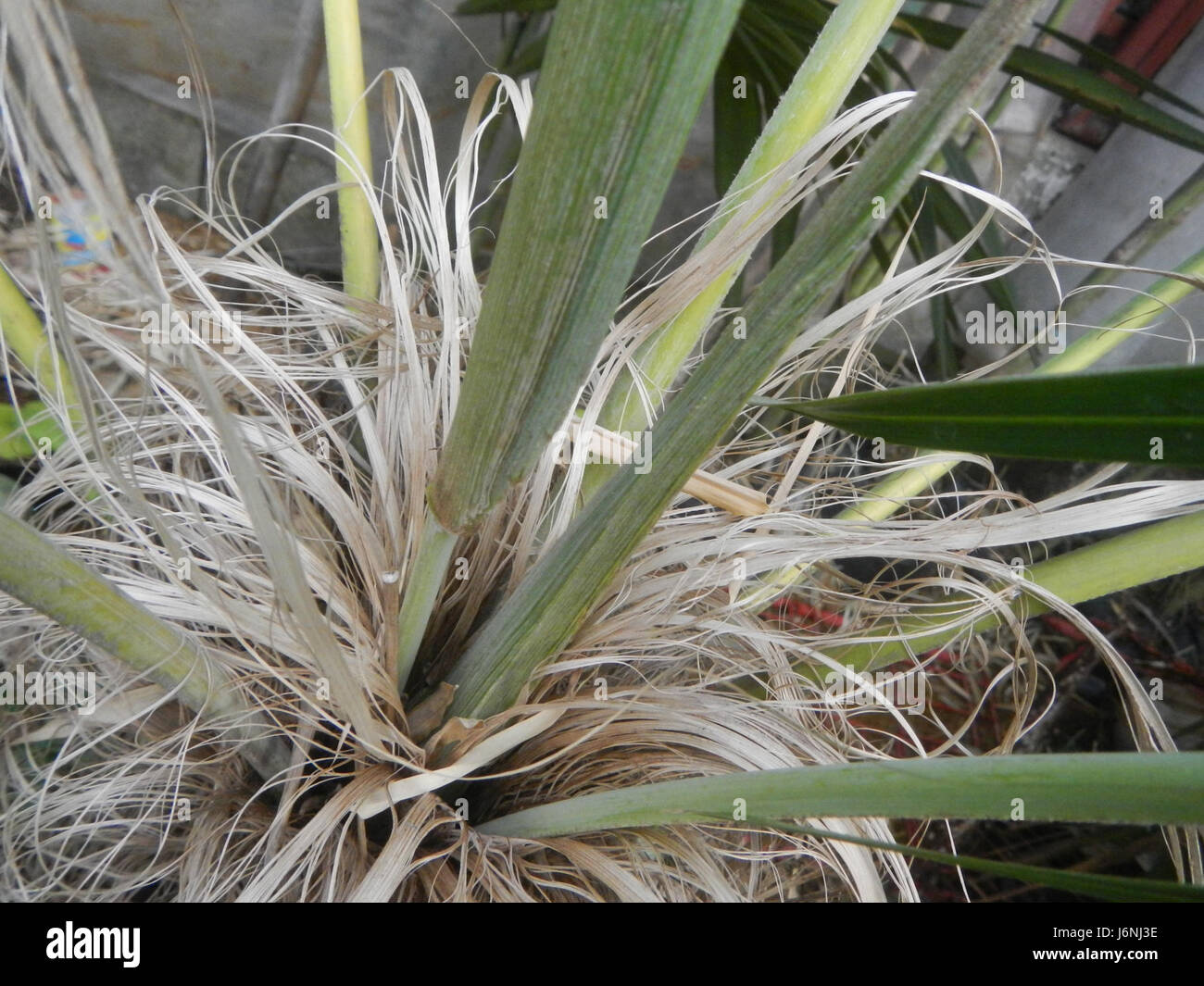 07724 Old man palm Coccothrinax crinita in the Philippines  01 Stock Photo