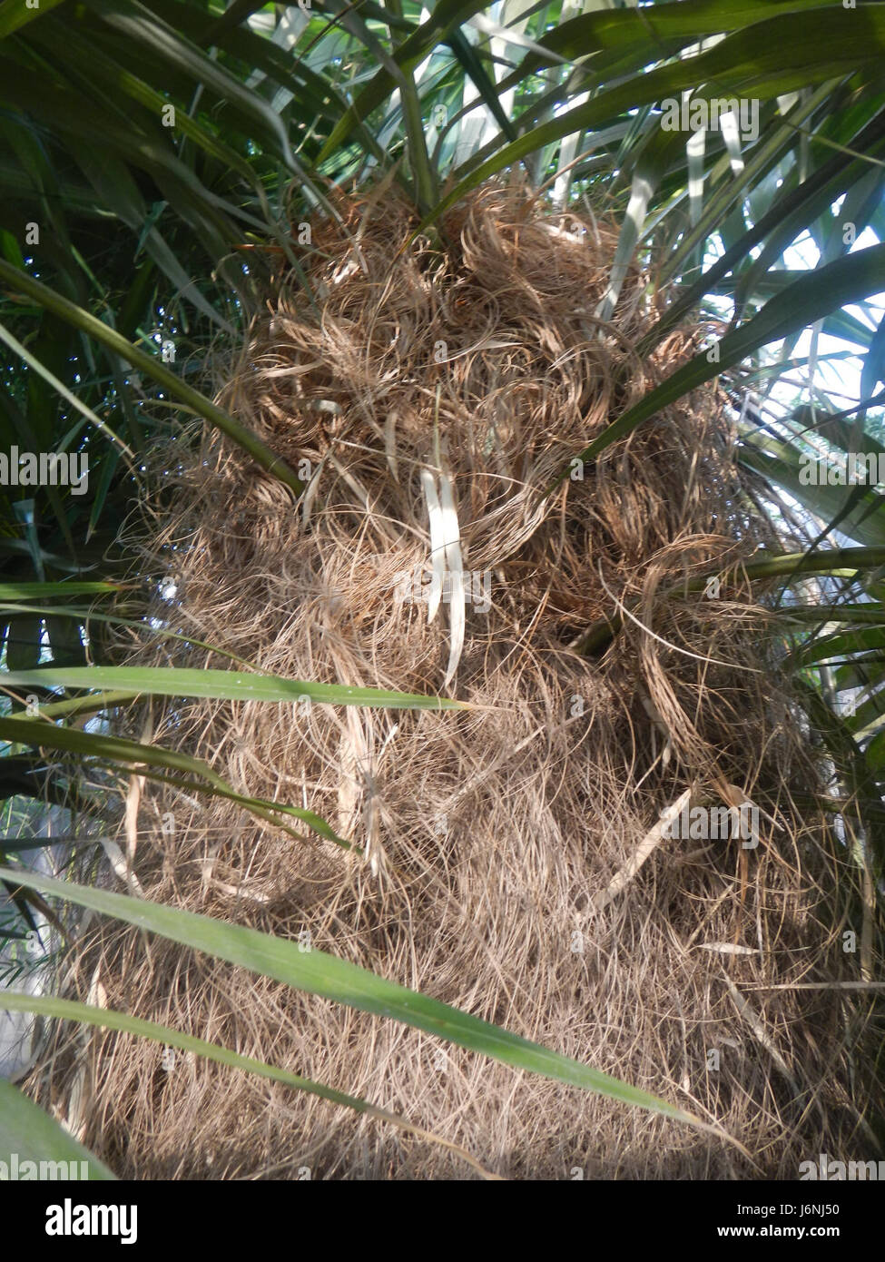 07744 Old man palm Coccothrinax crinita in the Philippines  16 Stock Photo