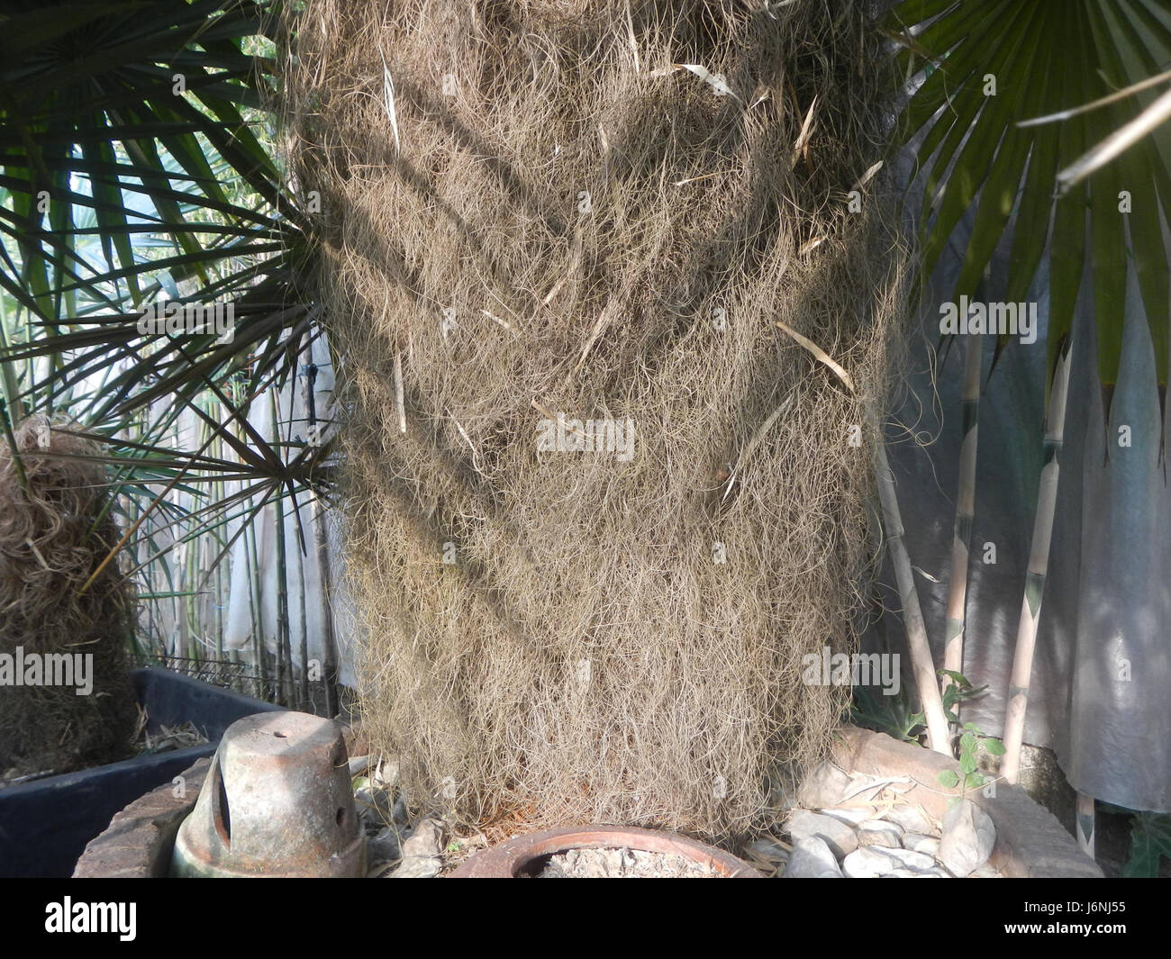 07744 Old man palm Coccothrinax crinita in the Philippines  21 Stock Photo