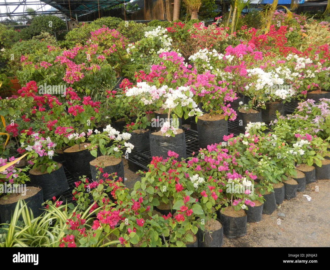 Inspirez-vous Pour Garden Plants For Sale Bulacan ~ Spot and Stripe