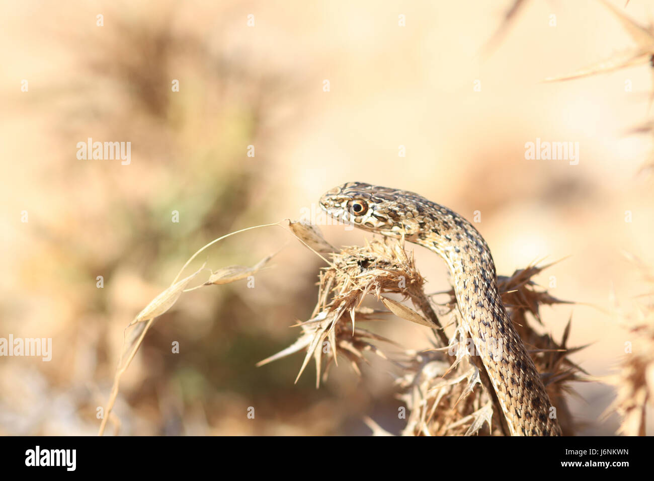 Close up of snake on Lampedusa island Sicily Stock Photo Alamy
