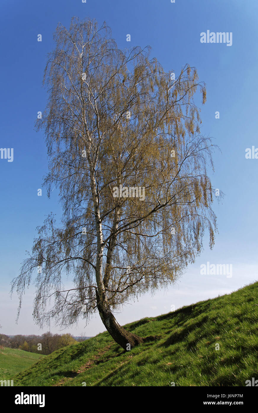 tree bloom blossom flourish flourishing spring pollen birch nature tree hill Stock Photo