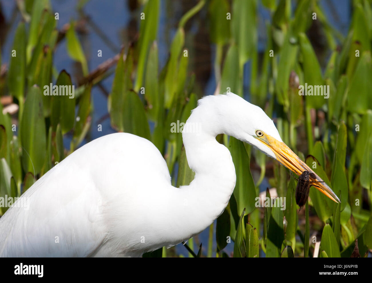 insect fauna wildlife predator tropical wading egret eating eat eats ...