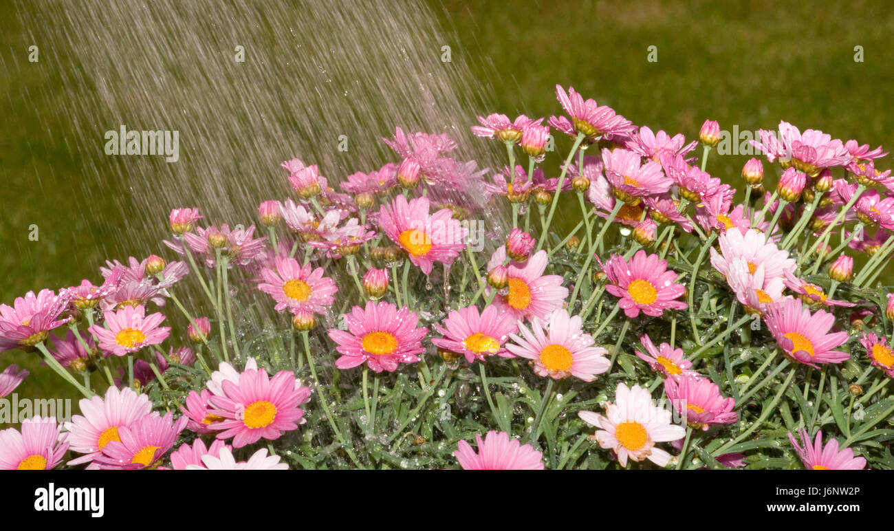 flower plant bloom blossom flourish flourishing wet pour water drop drip drops Stock Photo