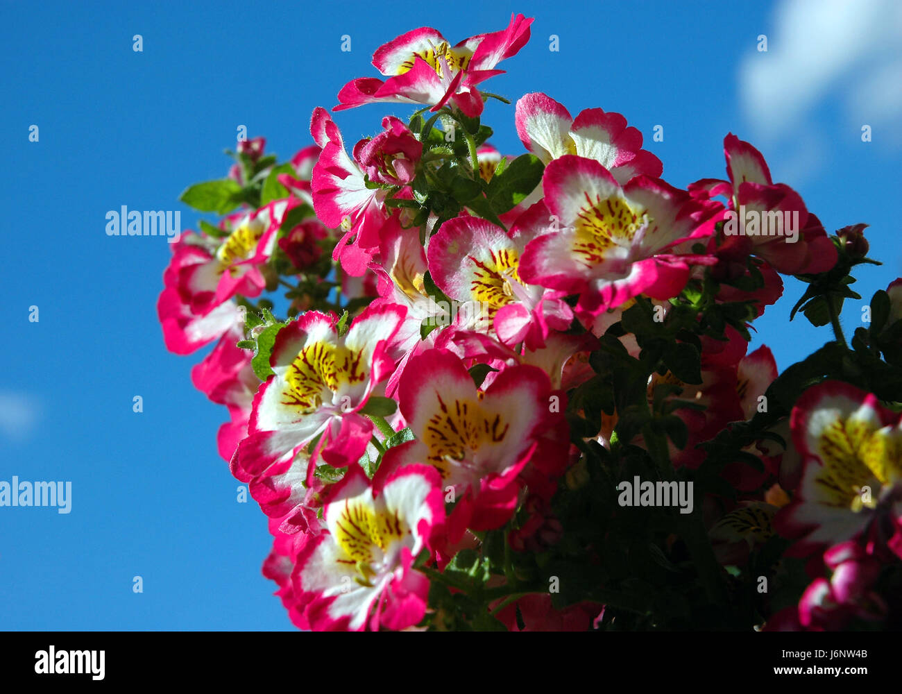bauernorchidee Stock Photo
