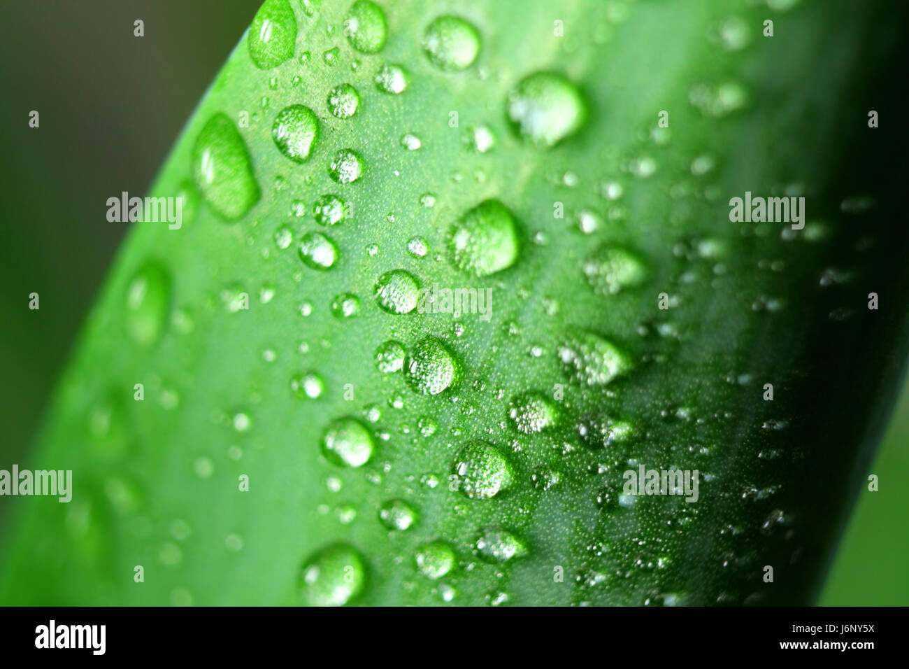 leaf green pearls water plant nature drop drip drops seeping sopping