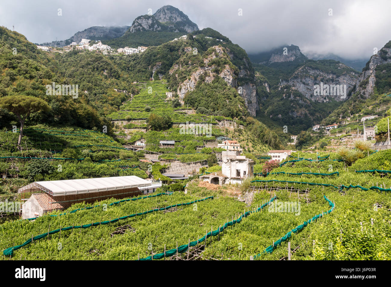 Lemon Groves near Amalfi, Italy Stock Photo Alamy