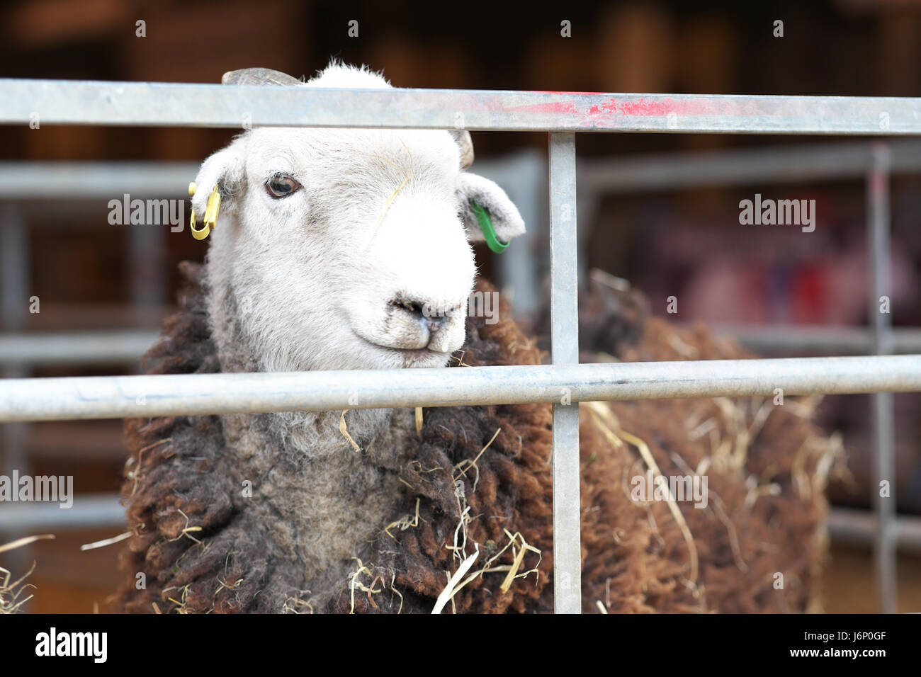 Herdwick sheep in sheep pen UK Stock Photo