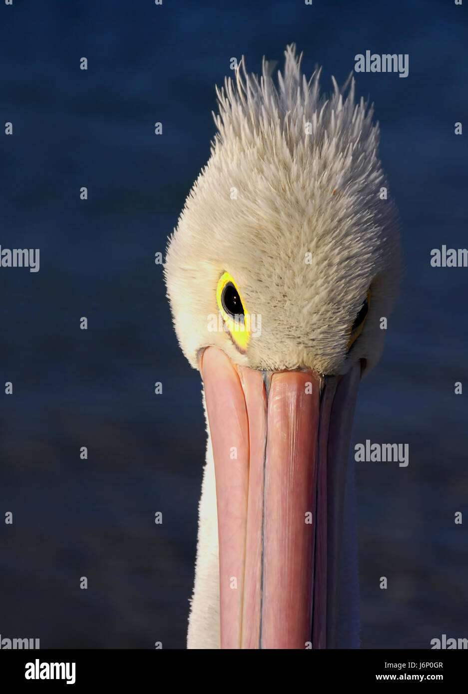 bird birds australia waterfowls pelican waterfowl fisherman blue holiday Stock Photo