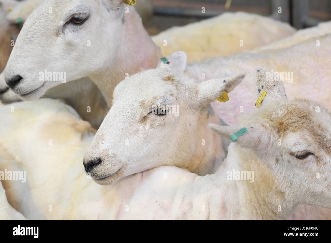 Shawn sheep after being sheared to remove thier fleece UK Stock Photo