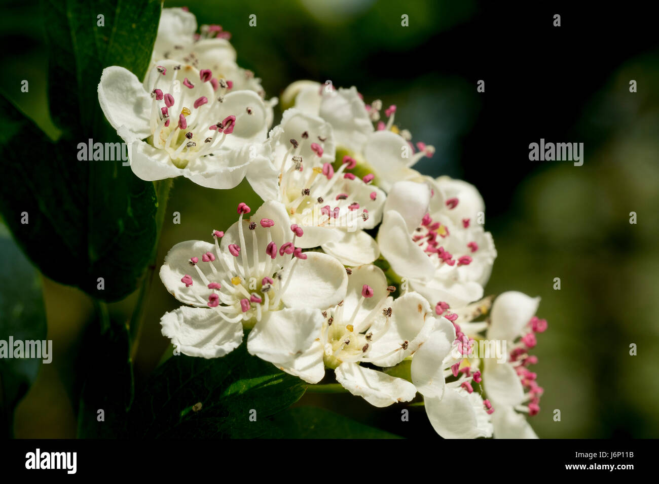 May Blossom, Crataegus, commonly called hawthorn, thornapple, May-tree, whitethorn, or hawberry Stock Photo