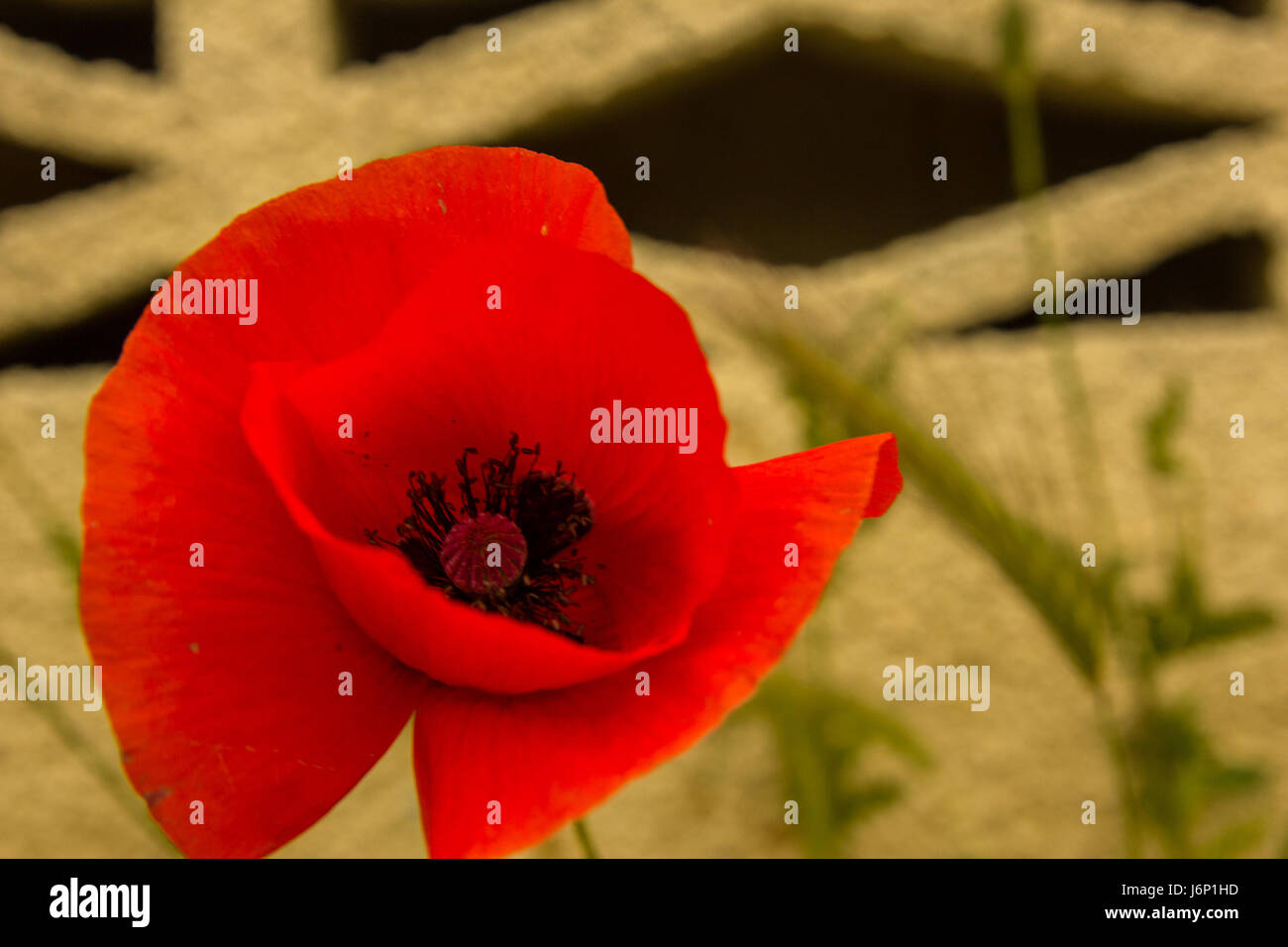 Single flower of wild red poppy on a concrete wall background with ...