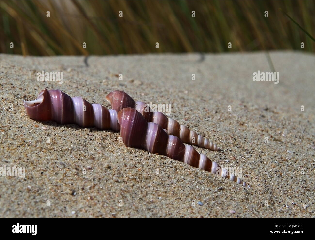 snails Stock Photo