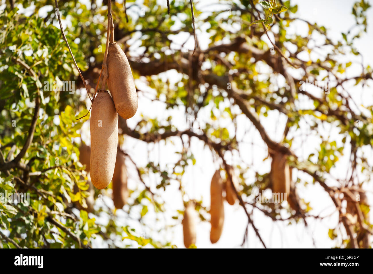 Closeup picture of Kigelia Africana or sausage tree fruits in Southern