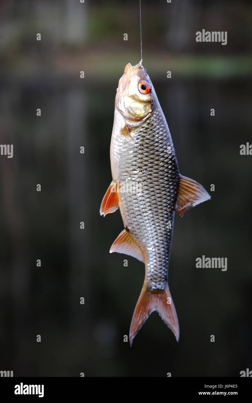 Rutilus hi-res stock photography and images - Alamy