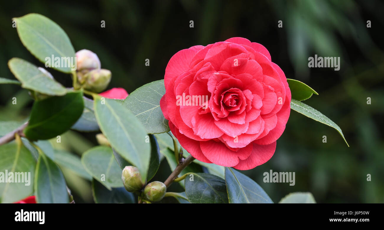 Camellia in bloom Stock Photo