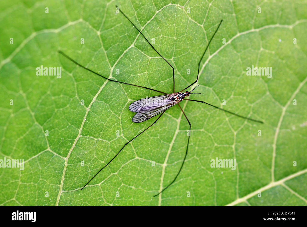 legs spotted cranefly legs insect spotted cranefly leggy wiesenschnake Stock Photo