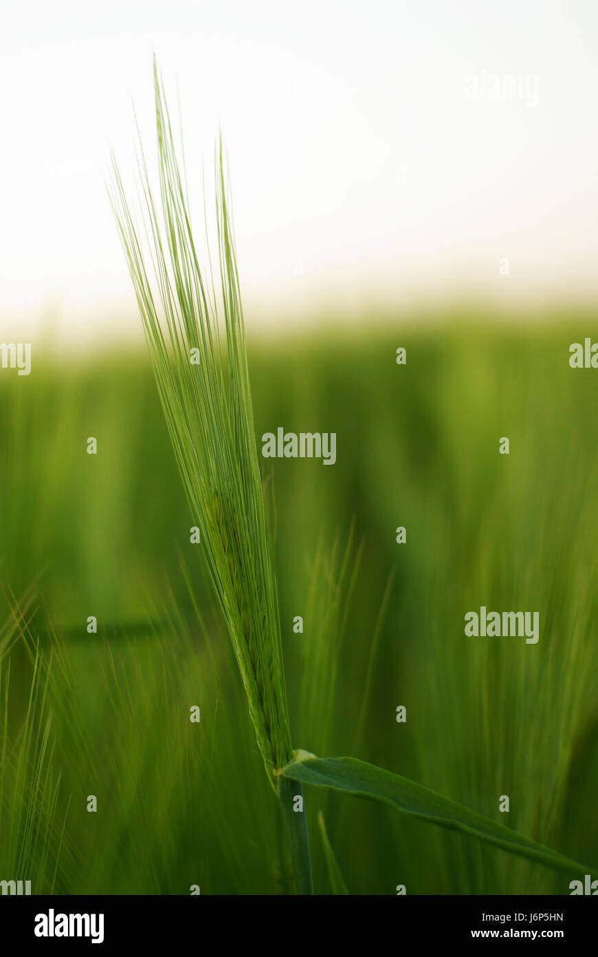 agrarian blade barley meadow grass lawn green grain cereal agrarian macro Stock Photo
