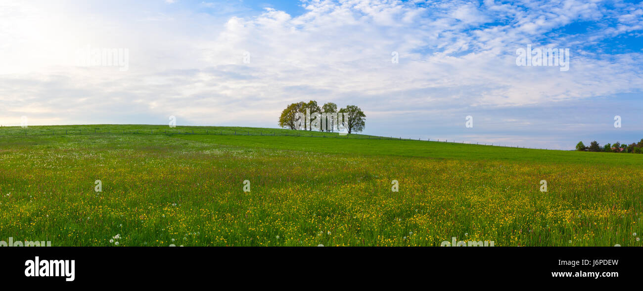 Group trees field spring hi-res stock photography and images - Alamy