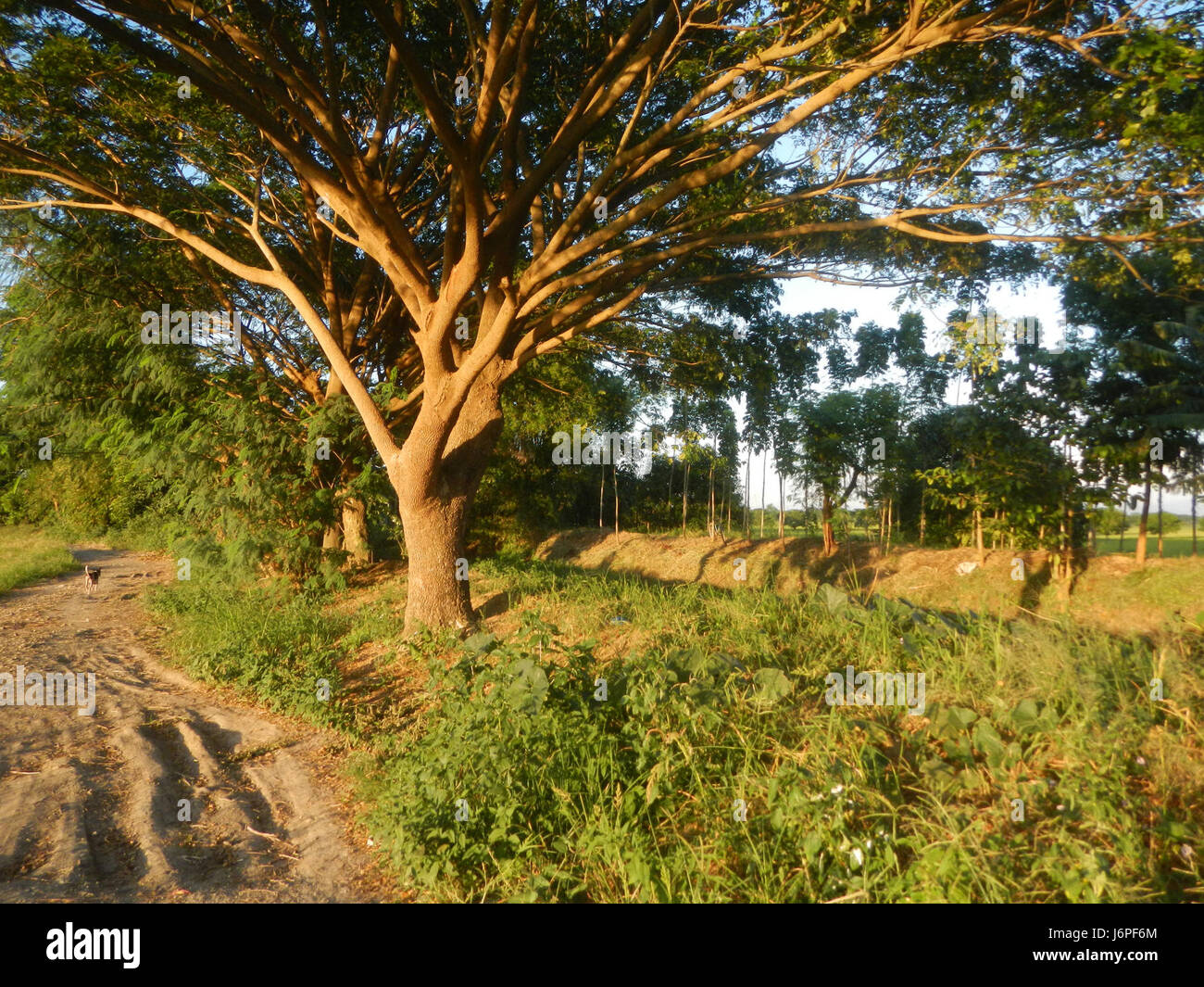 This image showcases the rural landscape of Candaba, Pampanga ...