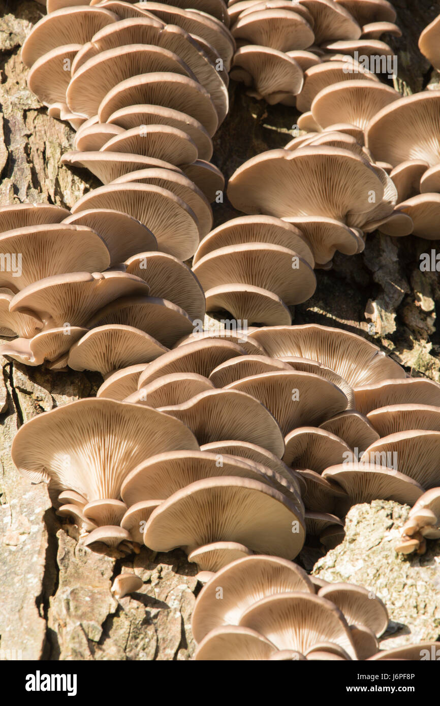 Oyster mushroom, Pleurotus ostreatus, Sussex, UK. On dead tree trunk. December. Stock Photo