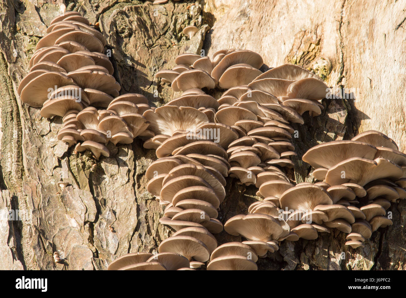 Oyster mushroom, Pleurotus ostreatus, Sussex, UK. On dead tree trunk. December. Stock Photo