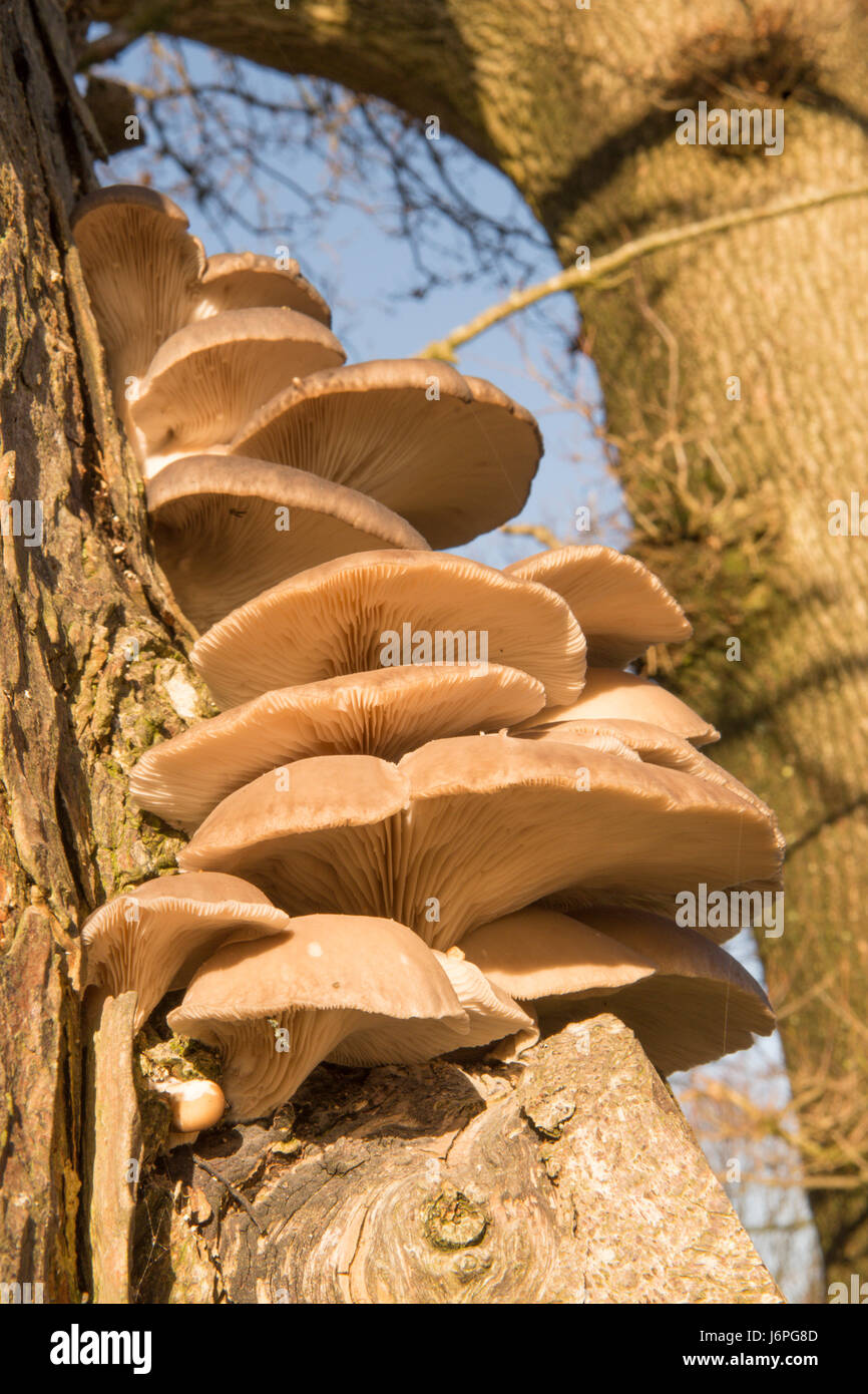 Oyster mushroom, Pleurotus ostreatus, Sussex, UK. On dead tree trunk. December. Stock Photo