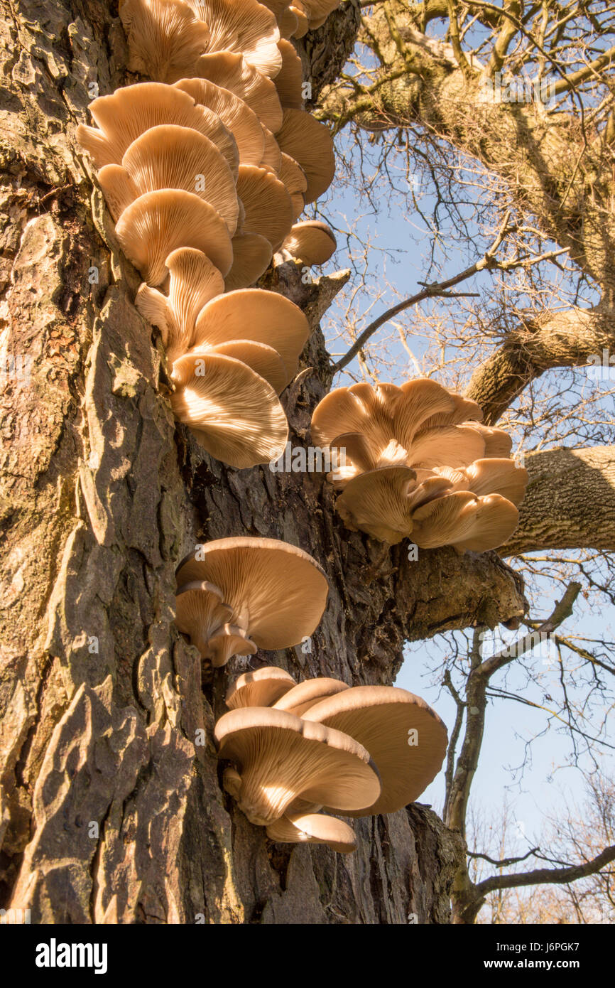 Oyster mushroom, Pleurotus ostreatus, Sussex, UK. On dead tree trunk. December. Stock Photo
