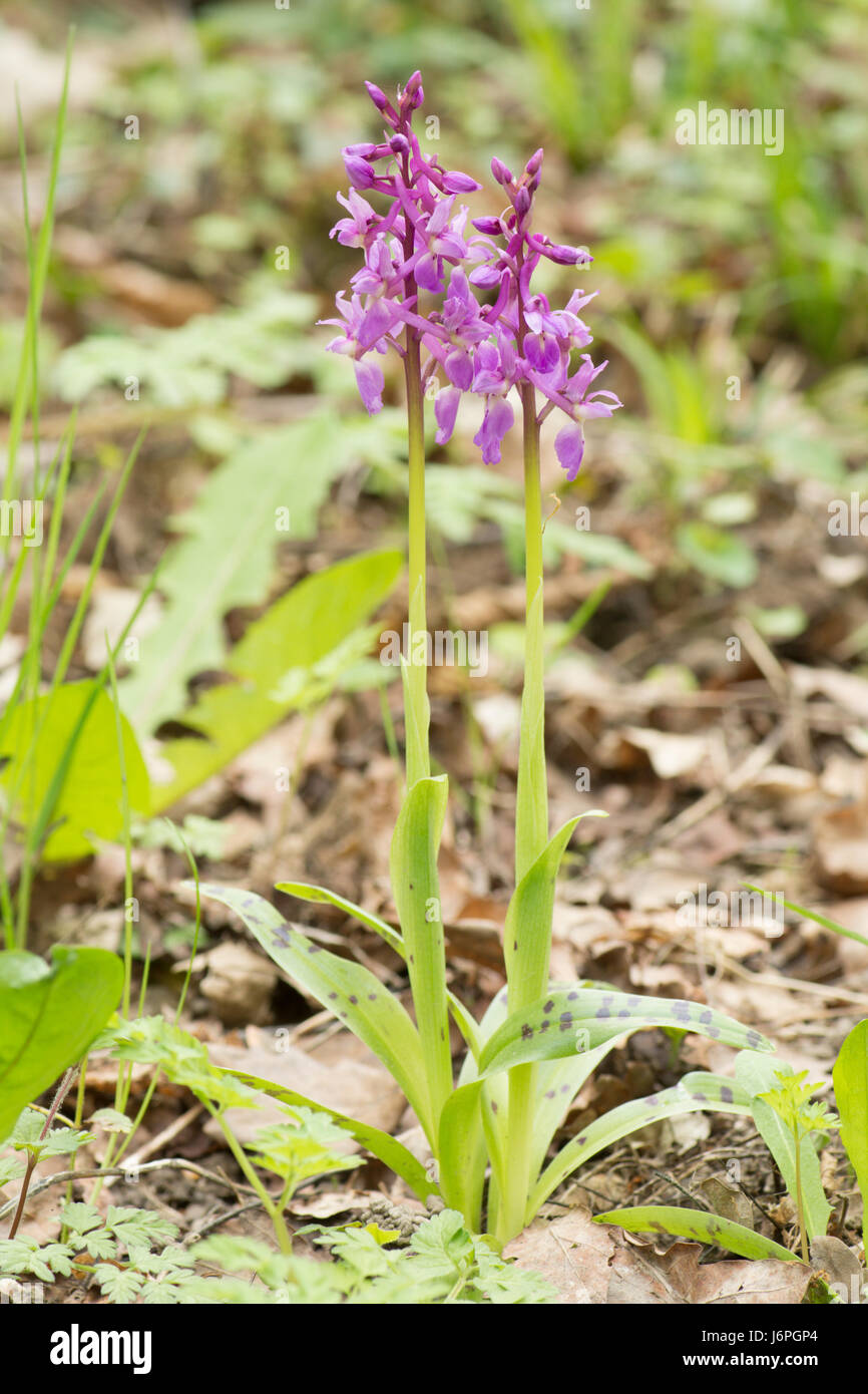 Early Purple Orchid, Orchis mascula, In woodland. April. Sussex, UK Stock Photo