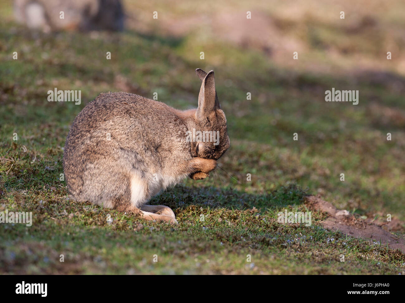 European Rabbit, Oryctolagus cuniculus, single adult washing face on ...