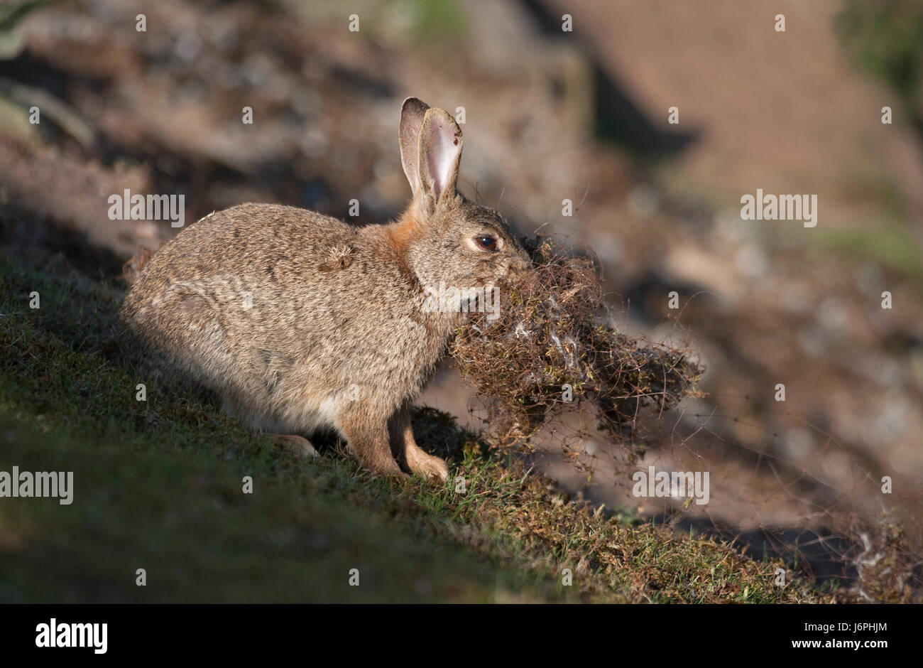 European Rabbit Netting Plastic pollution uk animals hi-res stock photography and images - Alamy
