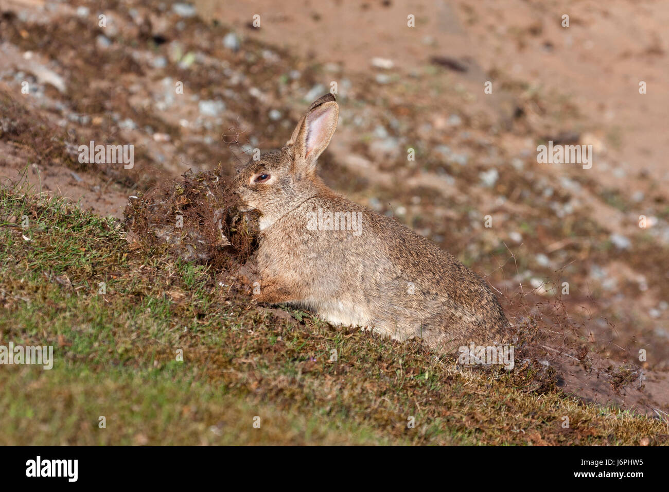 European Rabbit Netting European Rabbit, Oryctolagus cuniculus, single adult collecting nesting ...