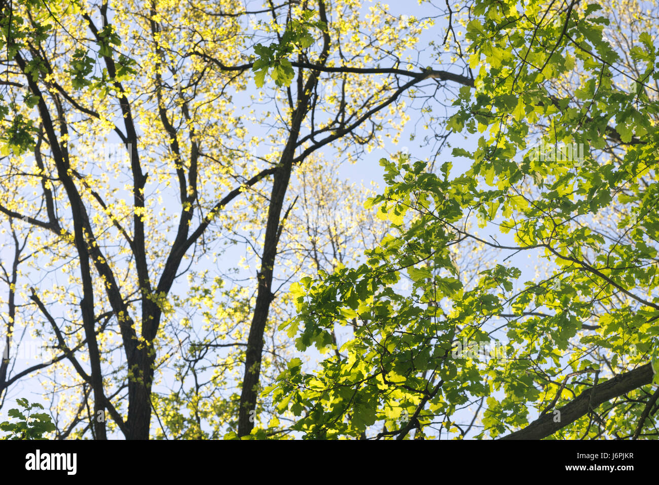 spring oak branches against blue sky Stock Photo - Alamy