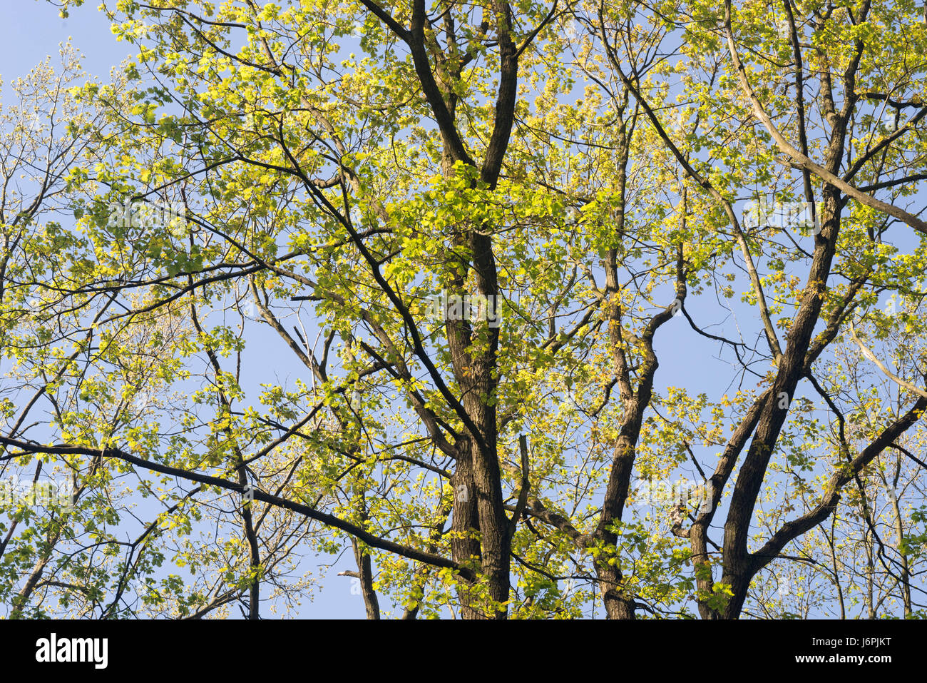 spring oak branches against blue sky Stock Photo - Alamy
