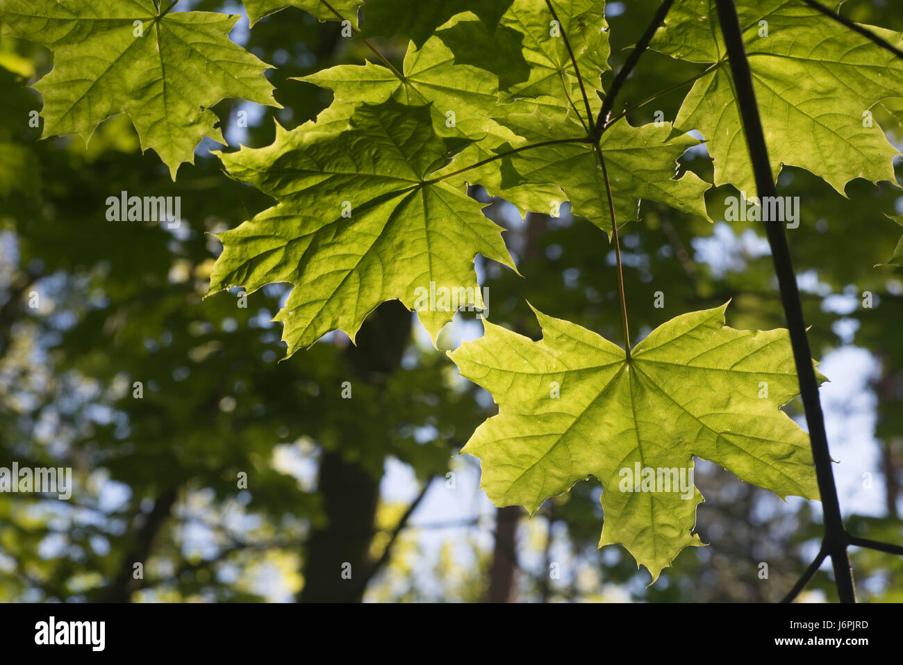 spring maple leaves against blue sky slective focus Stock Photo - Alamy