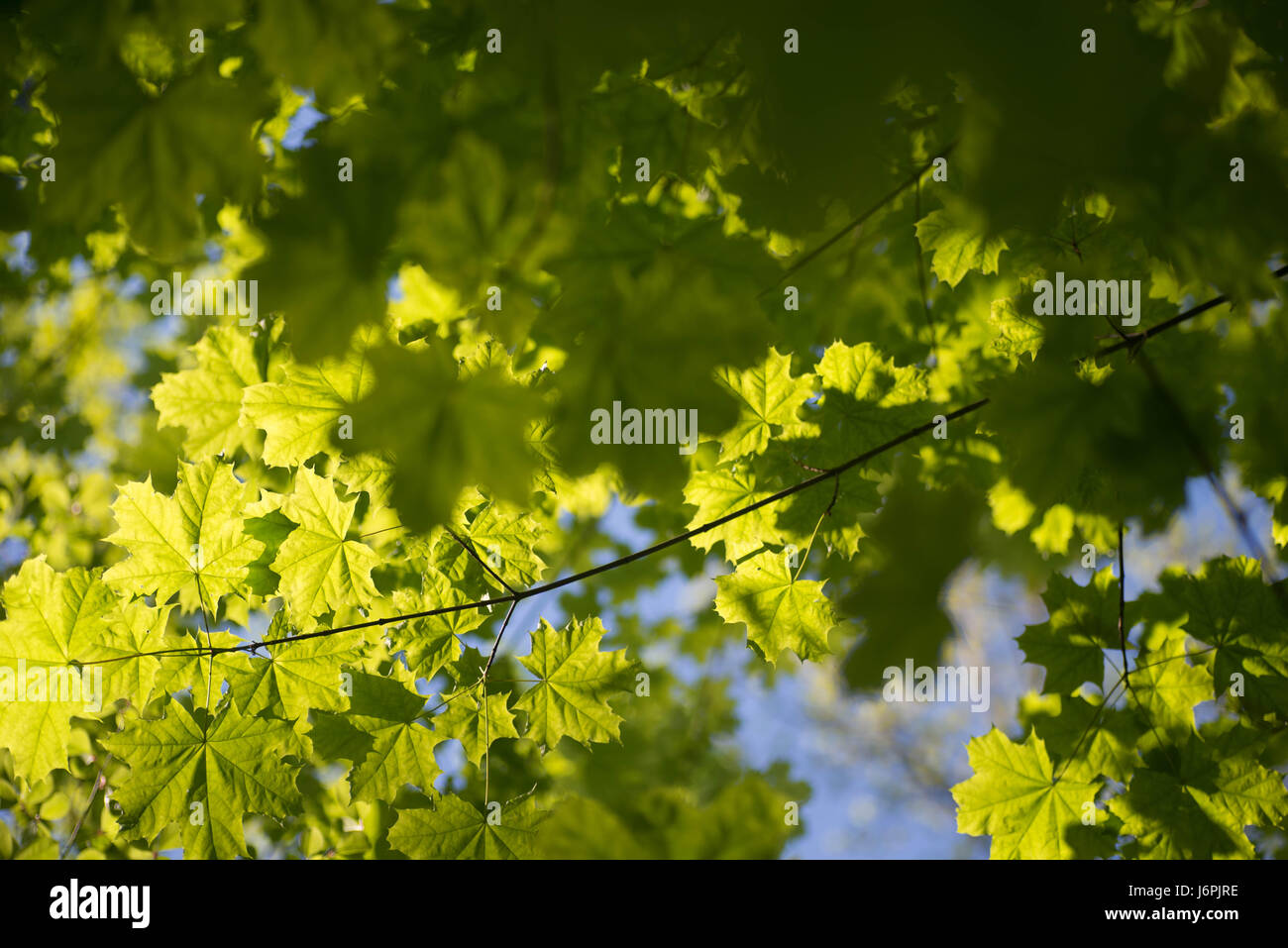 spring maple leaves against blue sky slective focus Stock Photo - Alamy
